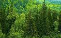 Департамент недропользования и природных ресурсов Югры, База авиационной и наземной охраны лесов сообщают 