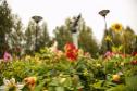 В Когалыме будет высажено более  80 тысяч цветов 